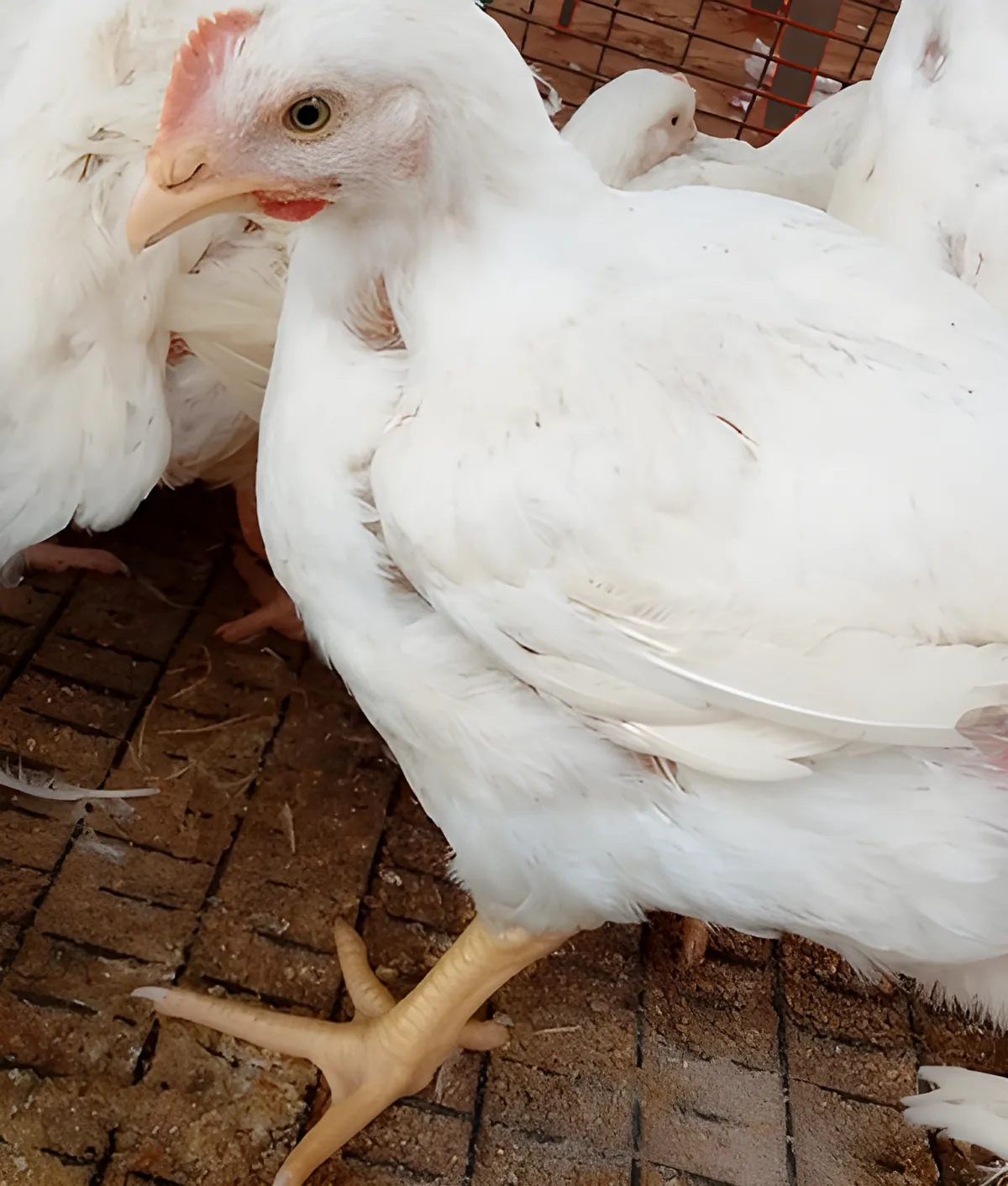 Frango vivo branco, de perto, na Quinta Vale do Kikuxi