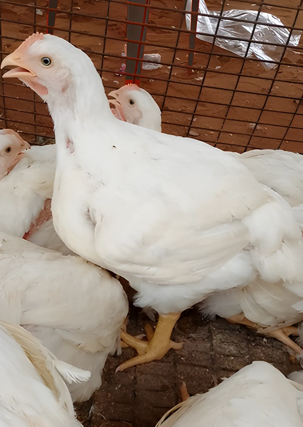 Frango vivo de perfil, junto de outras aves na quinta