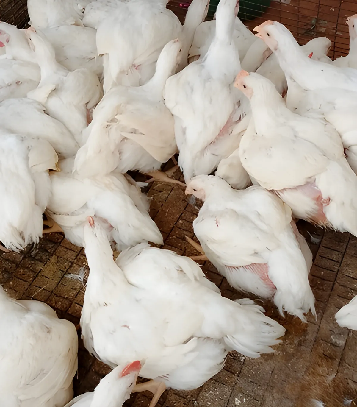 Frangos brancos na Quinta Vale do Kikuxi, em Calumbo